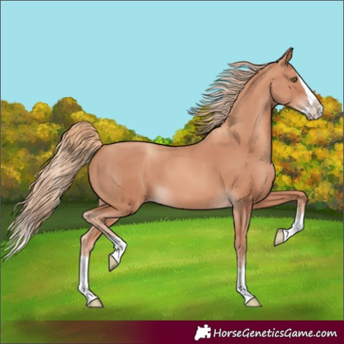 Horse Color:Gold Champagne Splash 