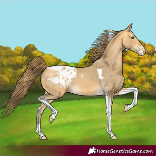 Horse Color:Amber Cream Champagne Tobiano Blanket 
