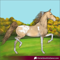 Horse Color:Amber Cream Champagne Tobiano Blanket