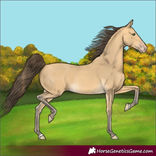 Horse Color:Amber Cream Champagne 
