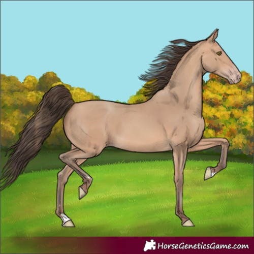 Horse Color:Amber Champagne 