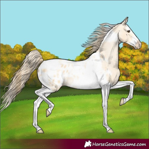 Horse Color:Buckskin Dun Splash Tobiano Frame Appaloosa 
