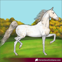 Horse Color:Buckskin Dun Splash Tobiano Frame Appaloosa