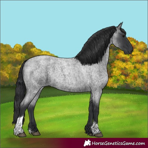 Horse Color:Blue Roan Tobiano 