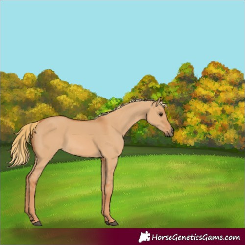 Horse Color:Red Dun 