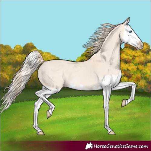Horse Color:Perlino Splash