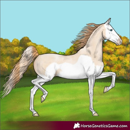 Horse Color:Buckskin Roan Pearl Splash Frame