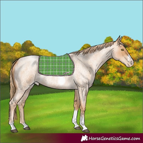 Horse Color:Red Roan Pearl Tobiano Frame 