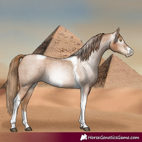 Horse Color:Gray Red Roan Pearl Tobiano Frame