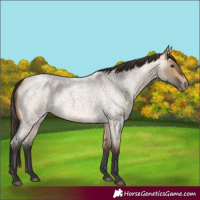 Horse Color:Buckskin Roan Dun 