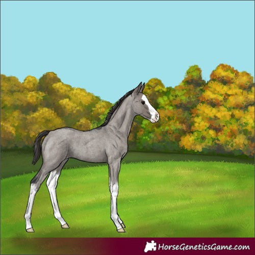 Horse Color:Grullo Roan Splash Appaloosa