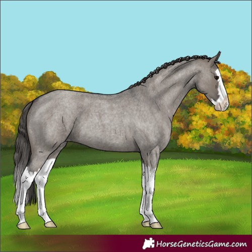 Horse Color:Grullo Roan Splash Appaloosa 