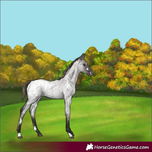 Horse Color:Unknown 