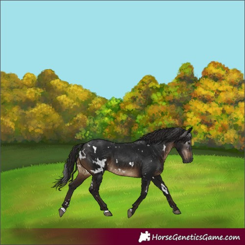 Horse Color:Gray White Spotted Brown 