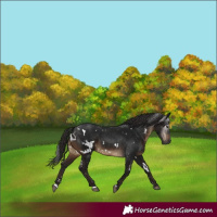 Horse Color:Gray White Spotted Brown