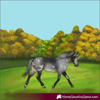 Horse Color:Gray White Spotted Brown