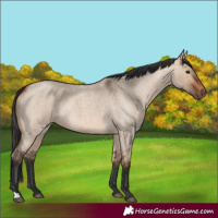 Horse Color:Bay Roan Dun 