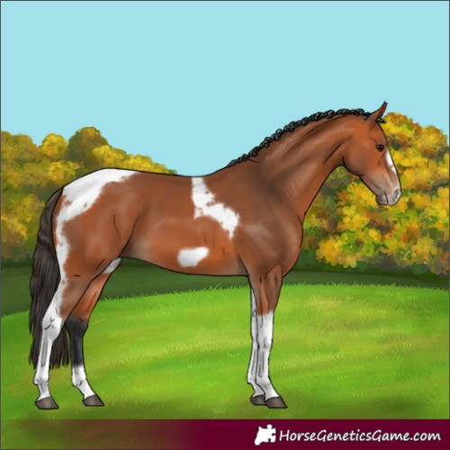 Horse Color:Bay Tobiano Frame