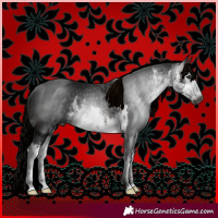 Horse Color:Gray White Spotted Brown 