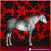 Horse Color:Gray White Spotted Brown