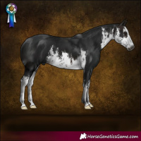 Horse Color:Gray White Spotted Brown 