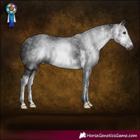 Horse Color:Gray White Spotted Brown