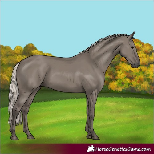 Horse Color:Silver Grullo