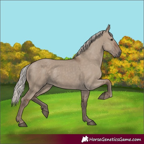 Horse Color:Silver Grullo