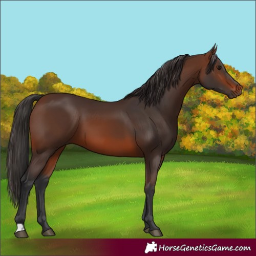 Horse Color:Brown 