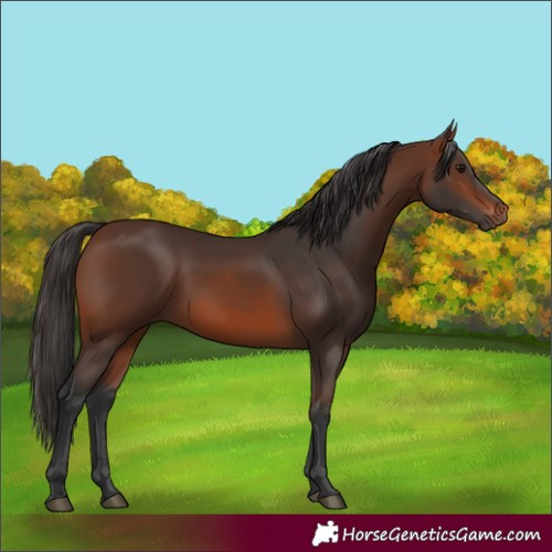 Horse Color:Brown 