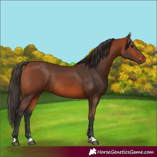 Horse Color:Bay Rabicano 
