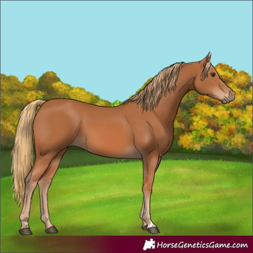 Horse Color:Chestnut Rabicano 