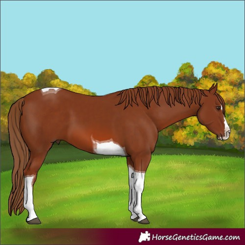 Horse Color:Chestnut Splash Tobiano 