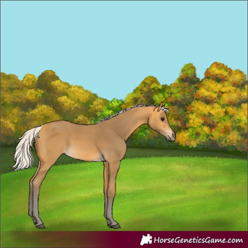 Horse Color:Silver Buckskin