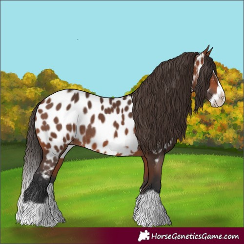 Horse Color:Bay Splash Frame Near Leopard Rabicano