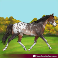 Horse Color:Bay Sabino Blanket Rabicano