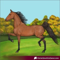 Horse Color:Bay and Bay