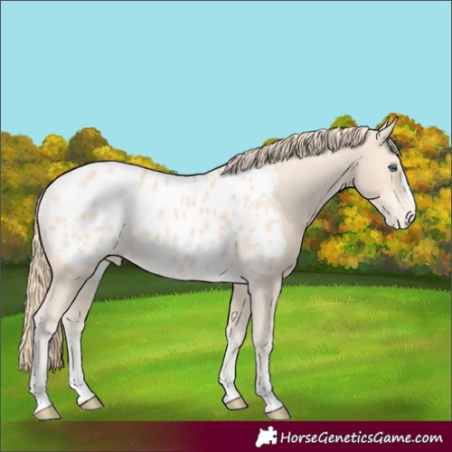 Horse Color:Perlino Appaloosa 
