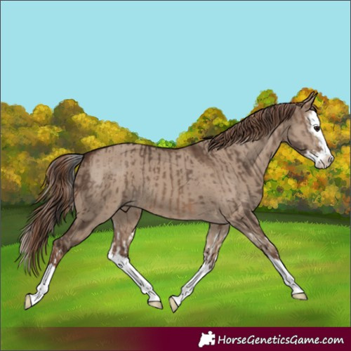 Horse Color:Brown Dun Splash and Liver Red Dun Splash