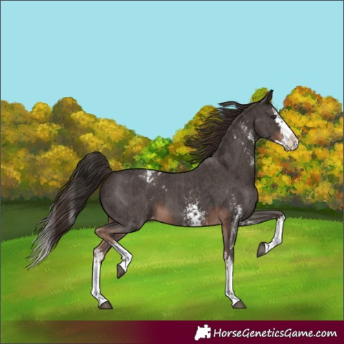 Horse Color:Liver Chestnut Sabino Splash Appaloosa and Liver Chestnut Sabino Splash Appaloosa