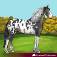 Horse Color:Black Sabino Tobiano Near Leopard 