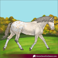 Horse Color:Buckskin Splash Appaloosa