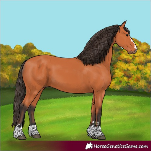 Horse Color:Unknown 