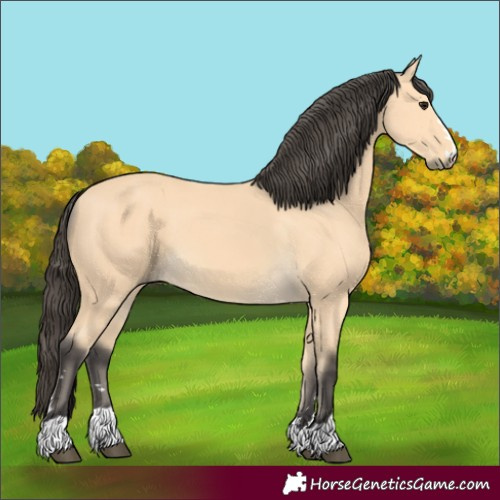 Horse Color:Unknown 