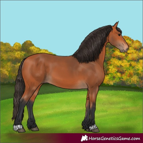 Horse Color:Unknown 