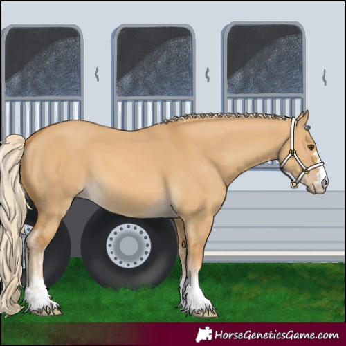 Horse Color:Palomino Dun