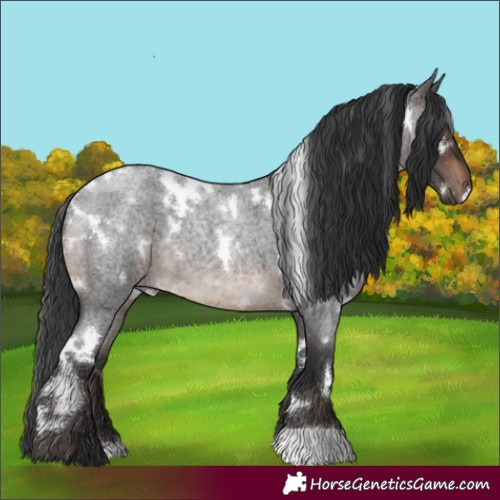 Horse Color:White Spotted Brown Roan 