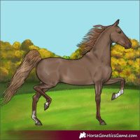 Horse Color:Liver Red Dun Sabino