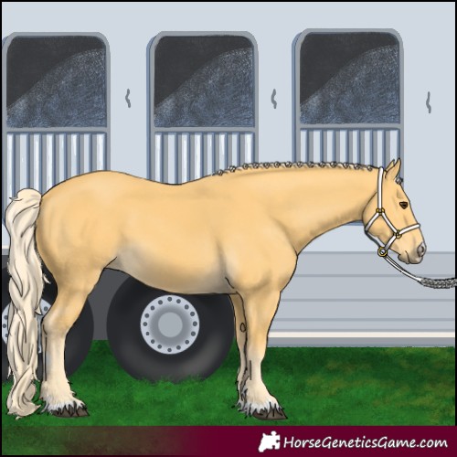 Horse Color:Palomino 