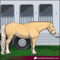 Horse Color:Palomino 